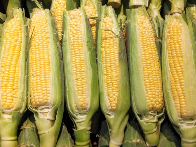ポイントアンドフィギュア(P&F)によるコーン(CORN)の日足為替レート分析